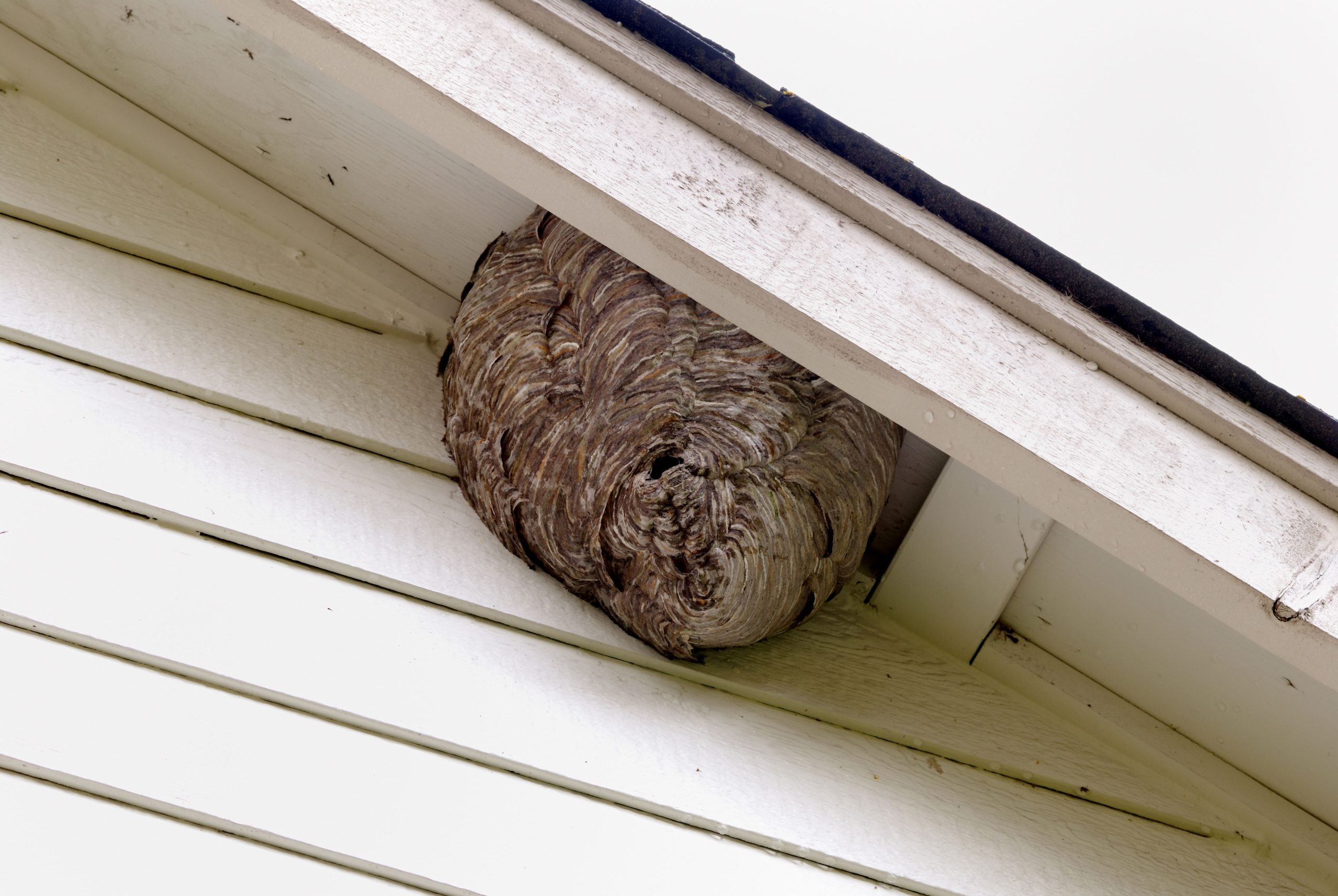 Pest-Control-Bees-Hornets-scaled
